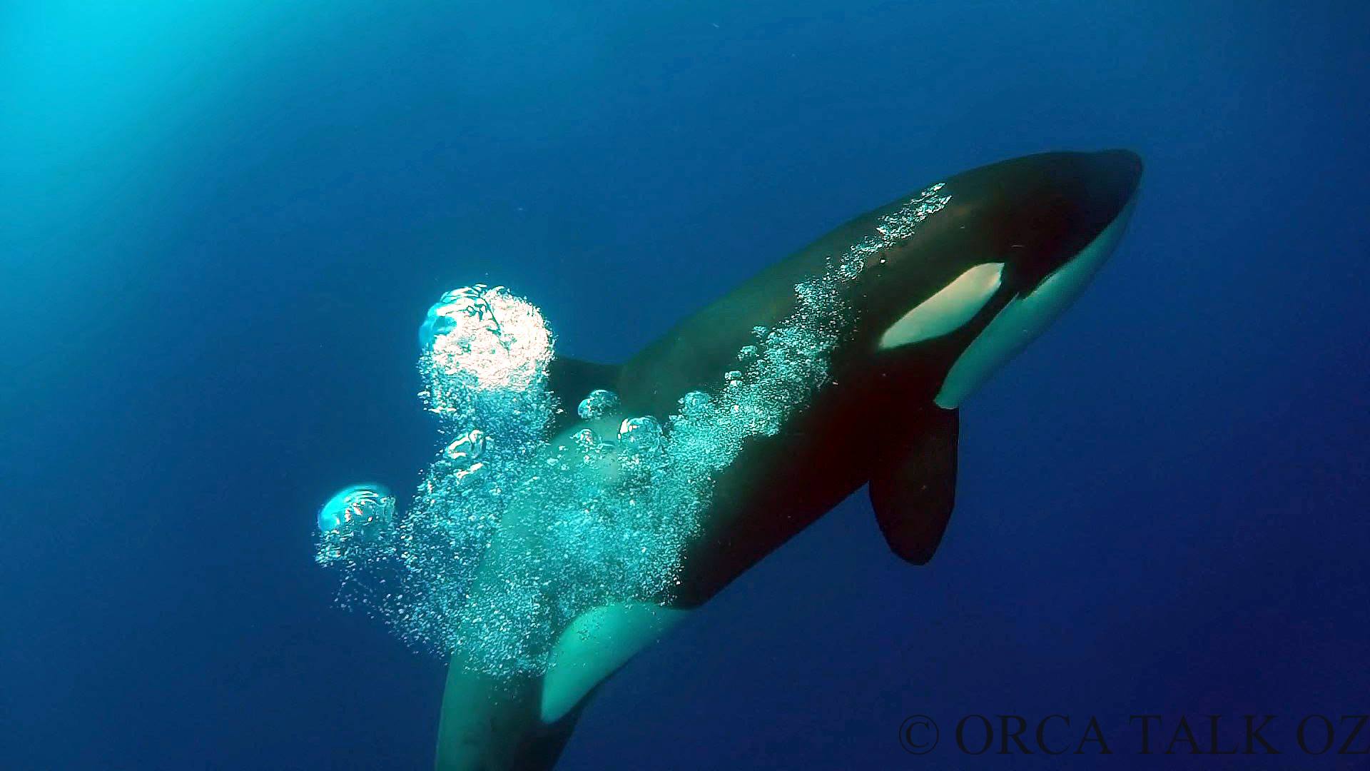 ORC... - Project ORCA - Orca Research & Conservation Australia