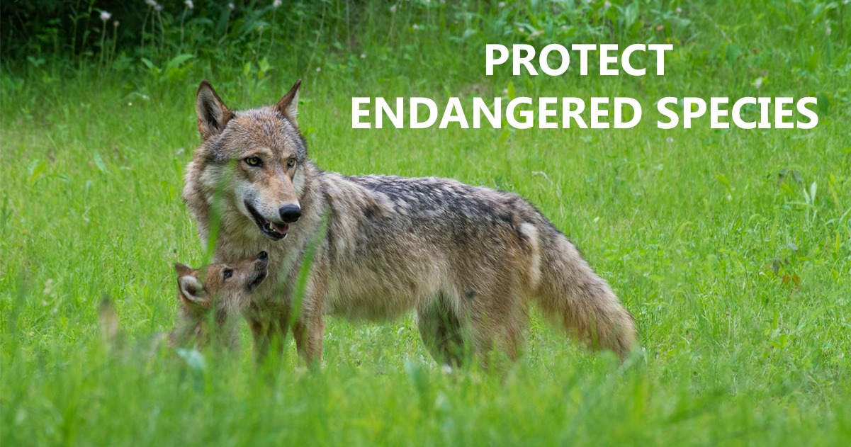 Friends - The Endangered Species Act (ESA) is our most powerful tool to ...