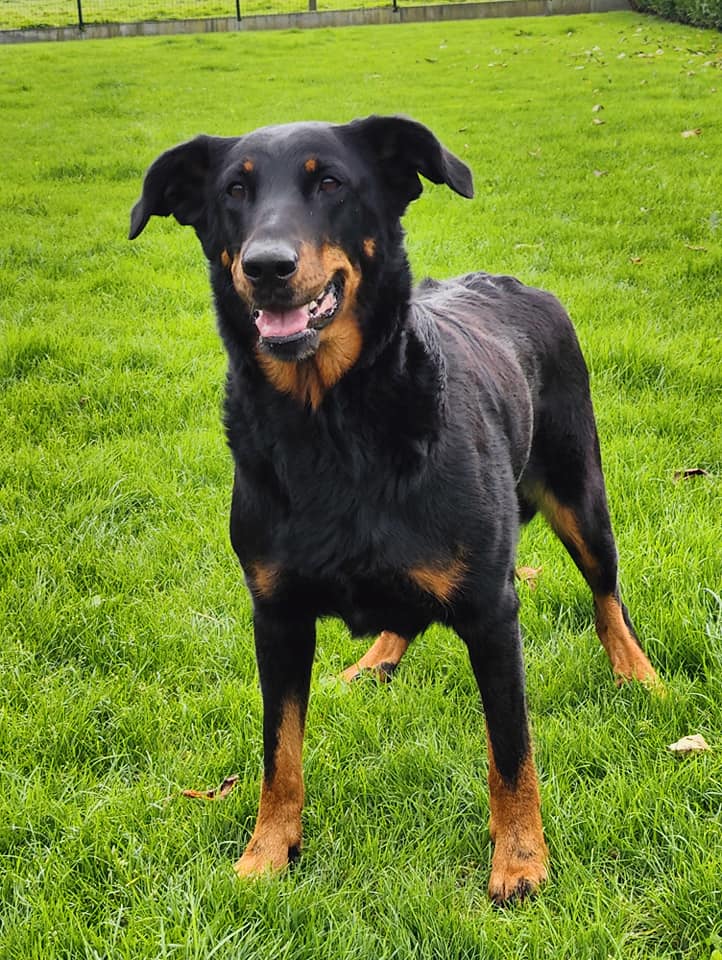 Beaucerons 'Le Bas Rouge Céleste' | Pottes