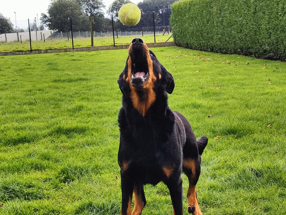 Beaucerons 'Le Bas Rouge Céleste' | Pottes