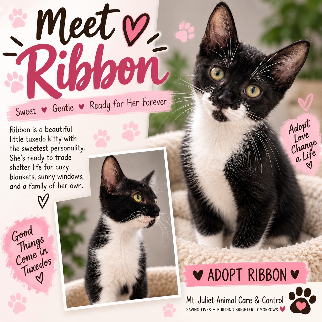 Adopt Ribbon, a sweet tuxedo kitty, from Mt. Juliet Animal Care