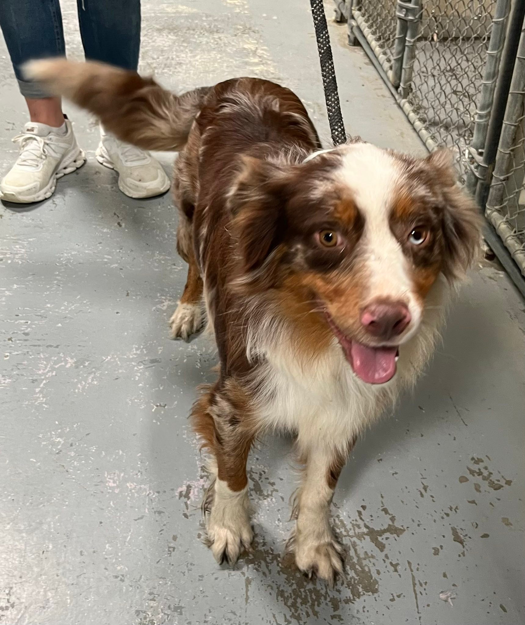 Found Australian Shepherd dog in Grant County, KY, at animal shelter
