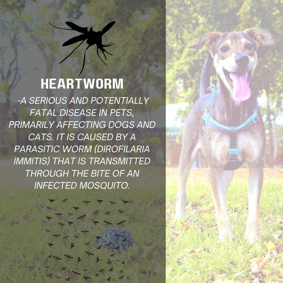 Steveston - What is Heartworm Disease? Heartworm is spread by ...