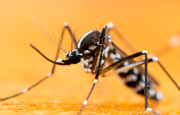 Termite - 🌧️ Rainy Season Alert: Don't Let Mosquitoes Take Over! 🦟 The ...