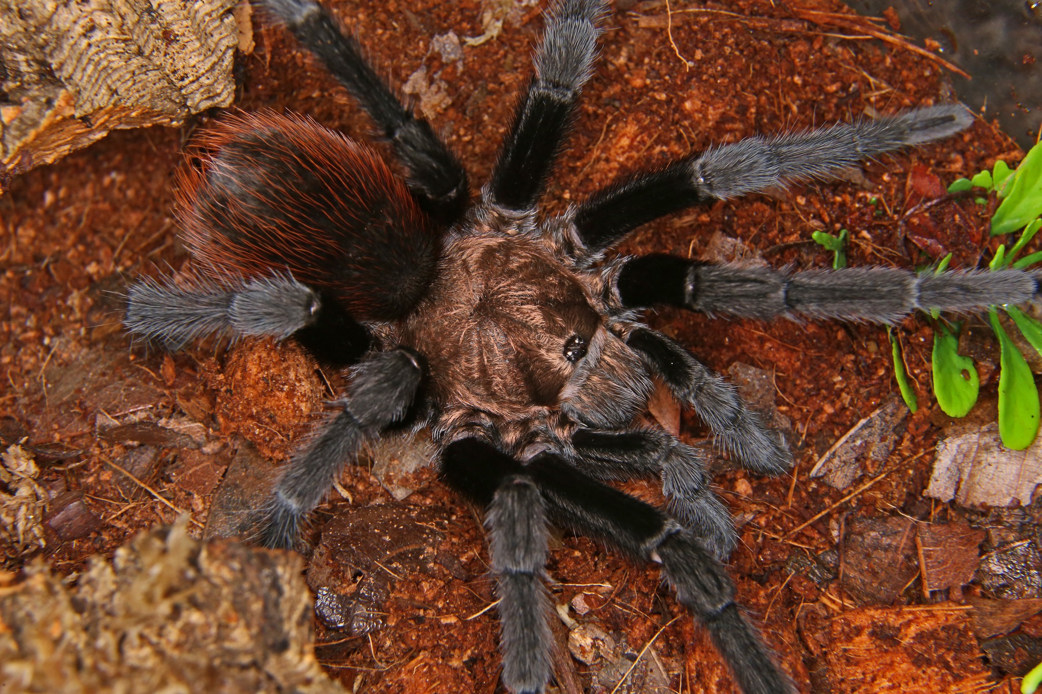 Texas Tan Tarantula - Aphonopelma anax ♂ available in store