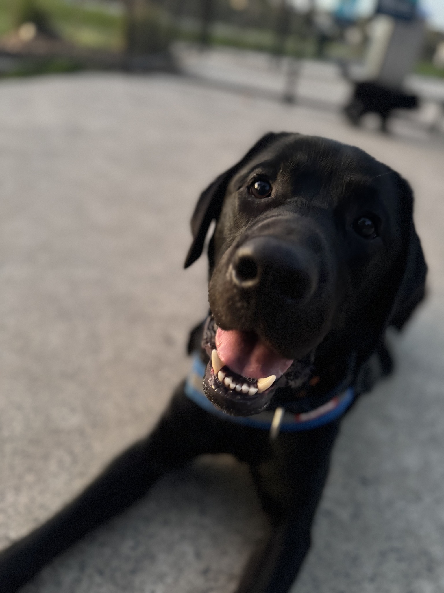 Labrador Rescue