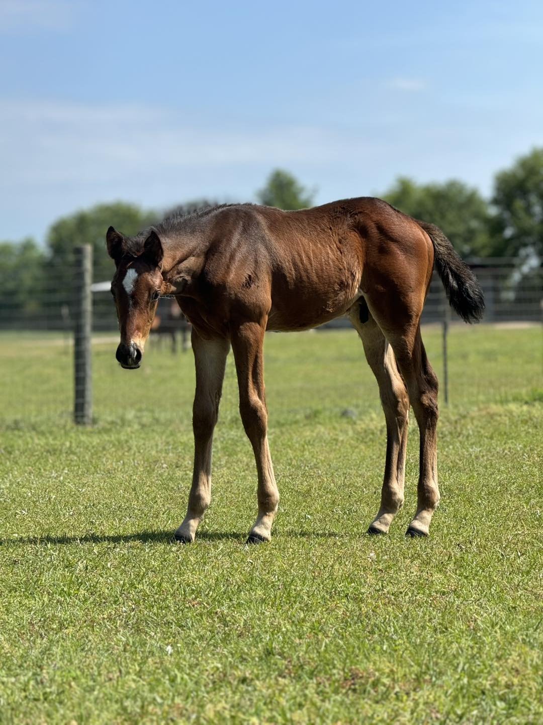 High Road Ranch - 🍼2026 High Road Ranch Babies🍼 We are... | Facebook