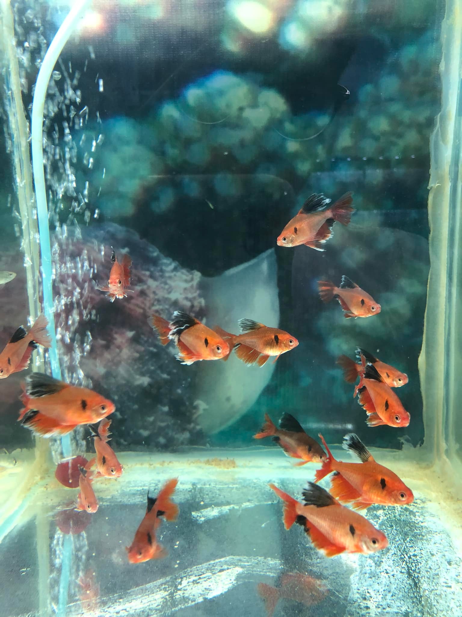 K K FISH HUB | Hoshiarpur