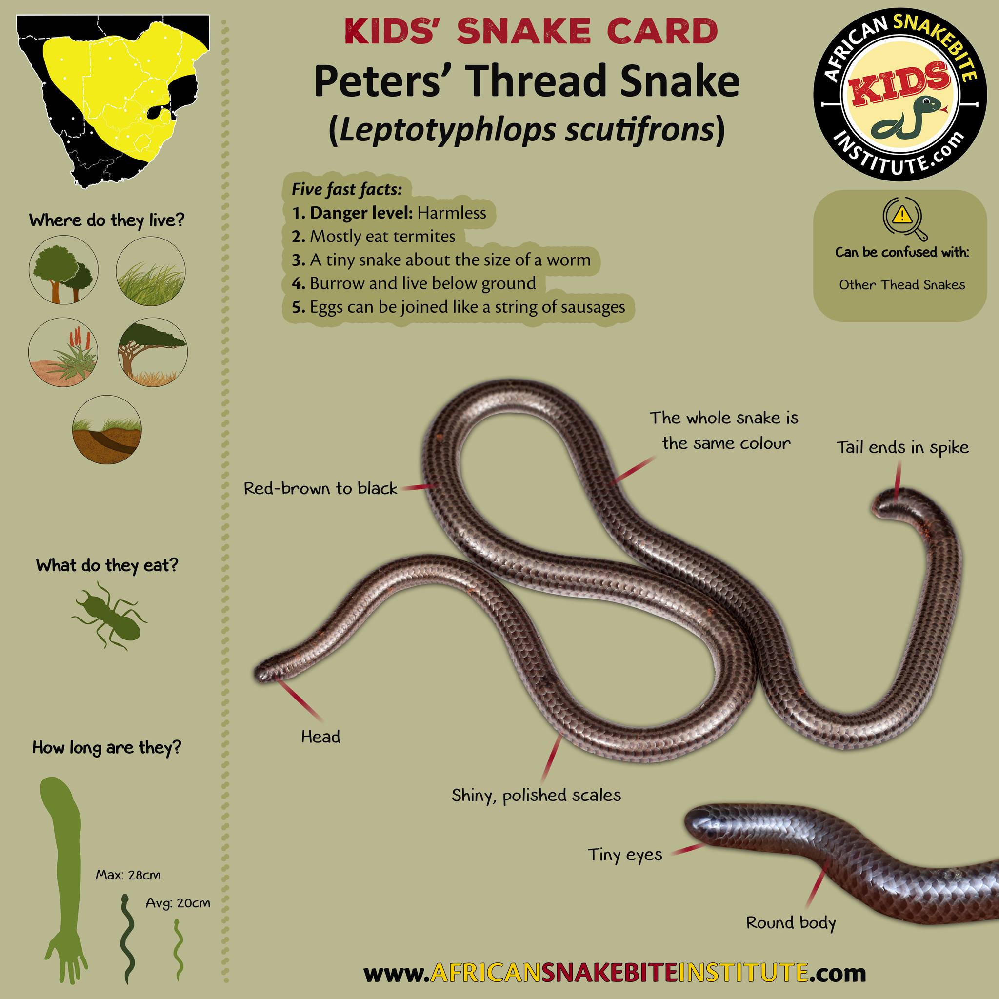 Snakes of Southern Africa | Today's Kids' Snake Card: Peters' Thread ...
