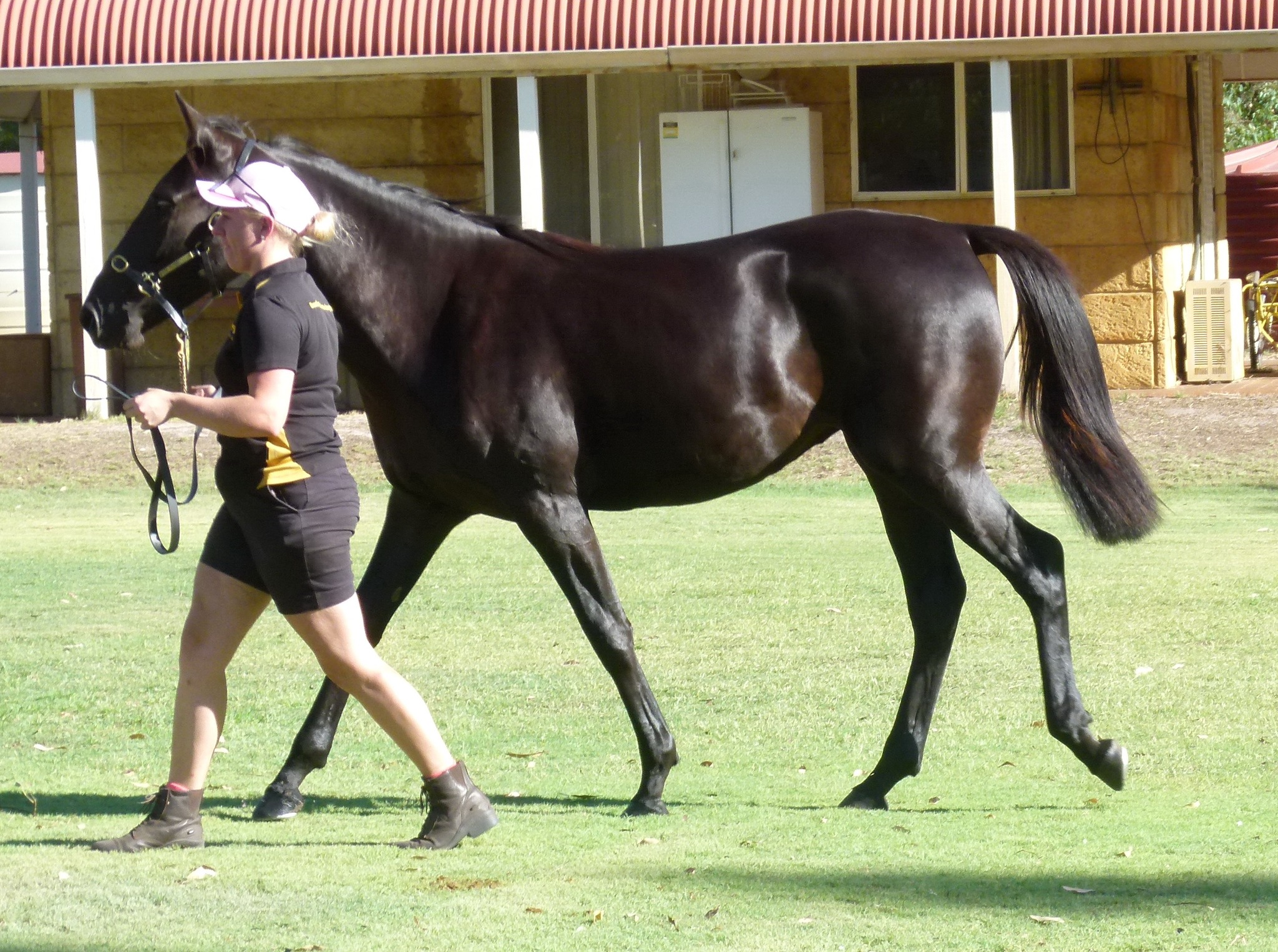 Western Australian Standardbred Breeders Association - WASBA - PEGASUS ...
