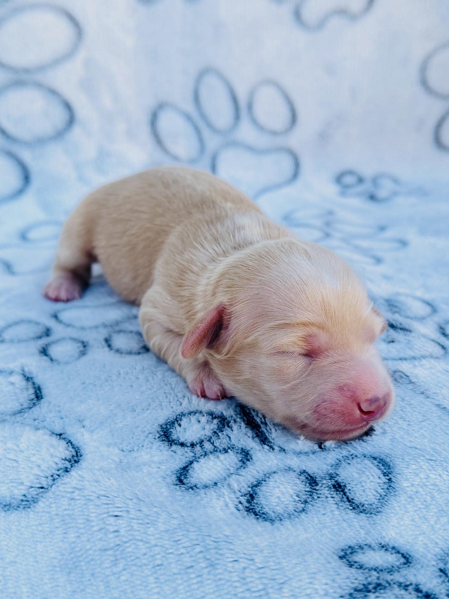 Ruff Ranch Mini Dachshunds... - Ruff Ranch Mini Dachshunds