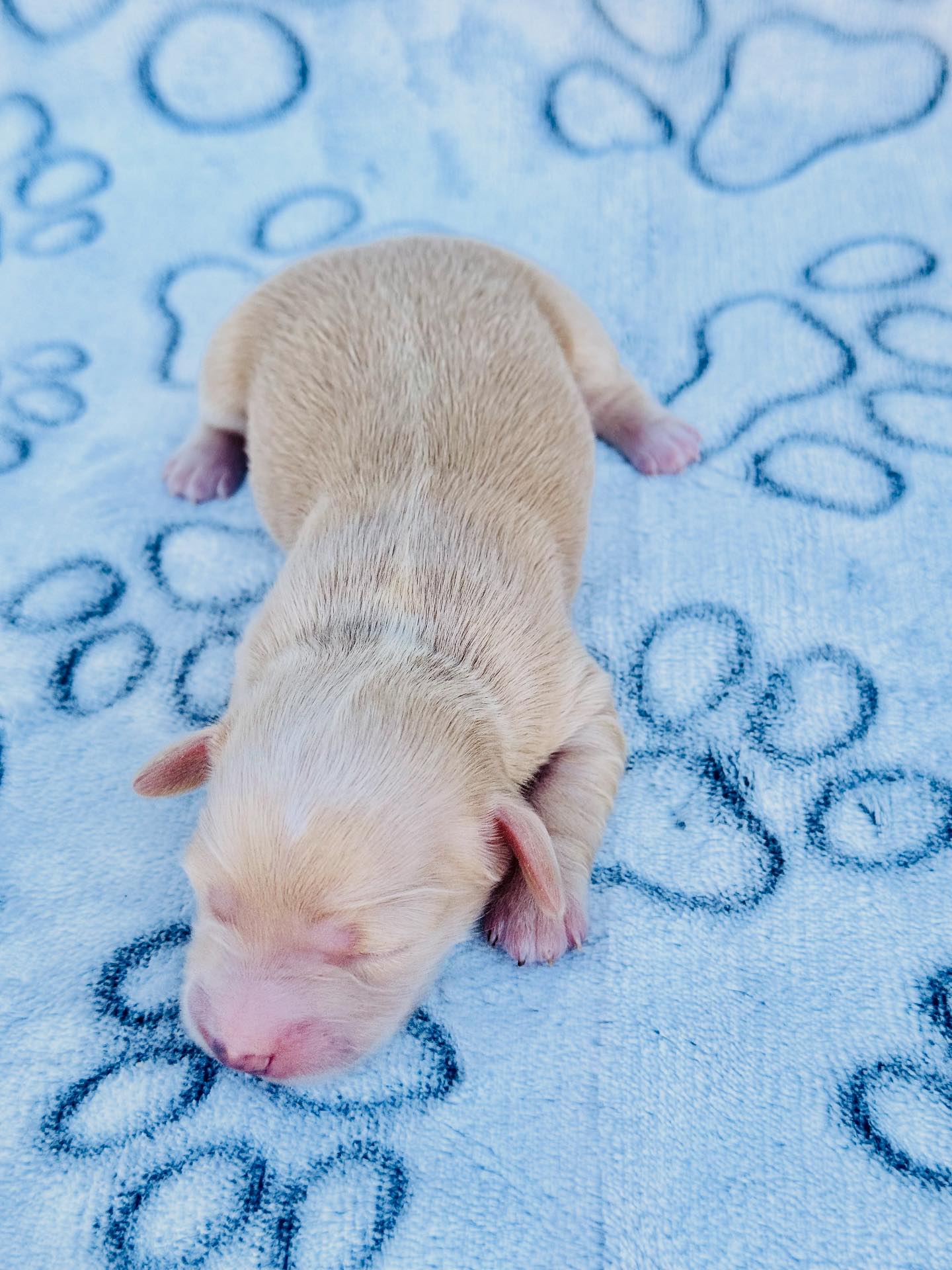 Ruff Ranch Mini Dachshunds... - Ruff Ranch Mini Dachshunds