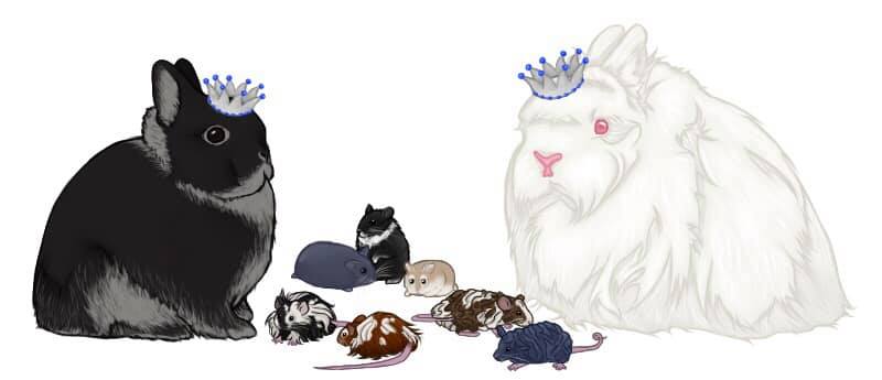 Pets Of Neapolitan Rabbitry & More