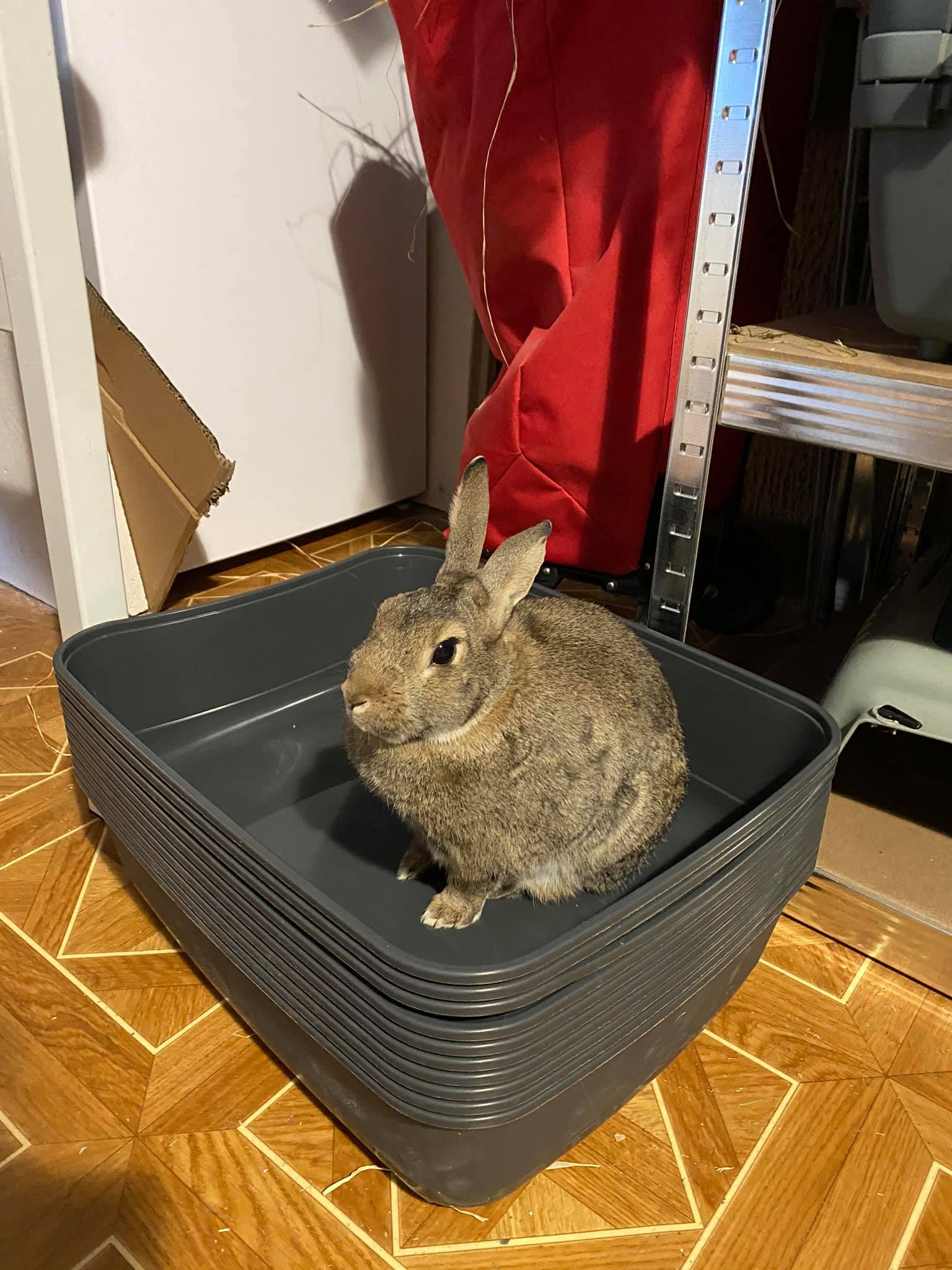 Rabbits World - Elvis est prêt à être vendu avec la...
