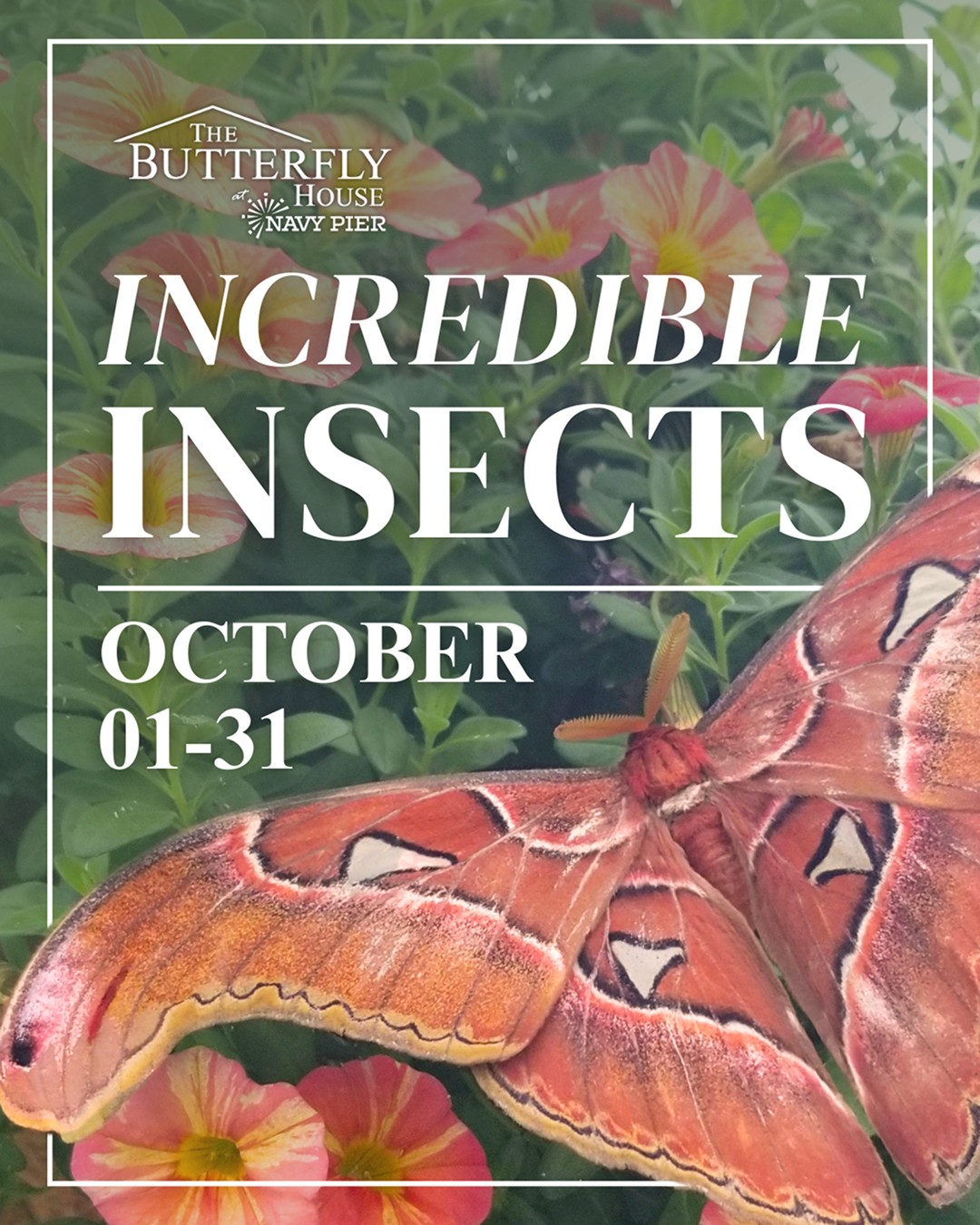 Navy Pier - They’re baaaack… 🦂🐞INCREDIBLE INSECTS take... | Facebook