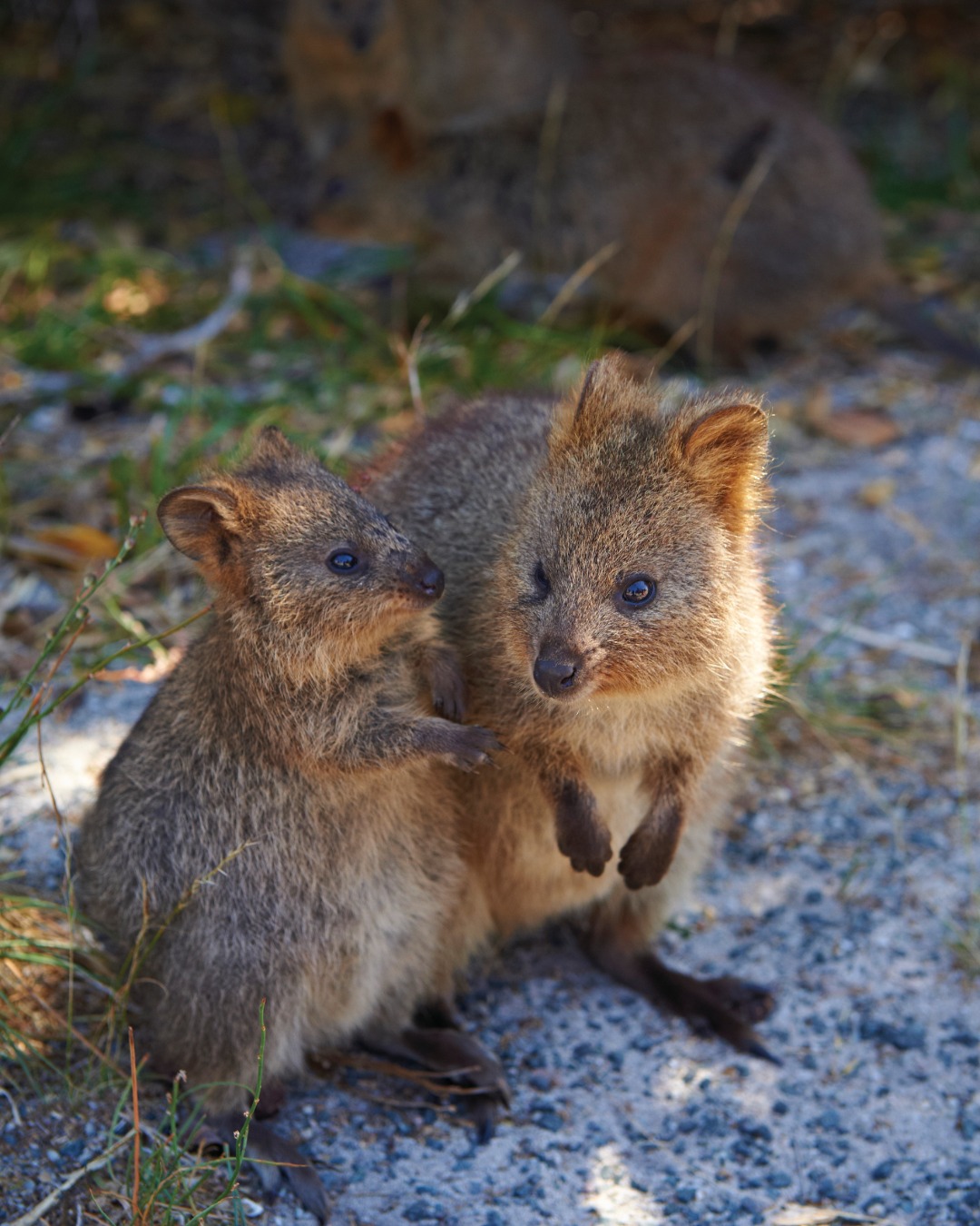 Discovery - Did you know that Rottnest Island got its quirky name from ...