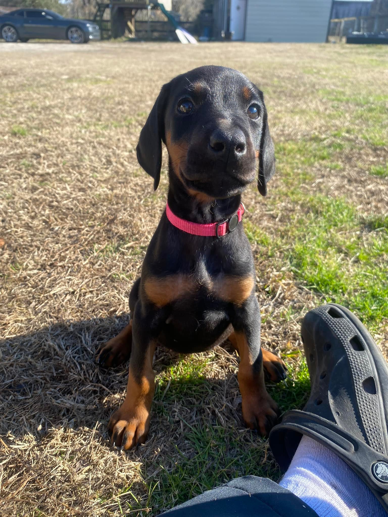 Dual Stack Dobermans & Min Pins
