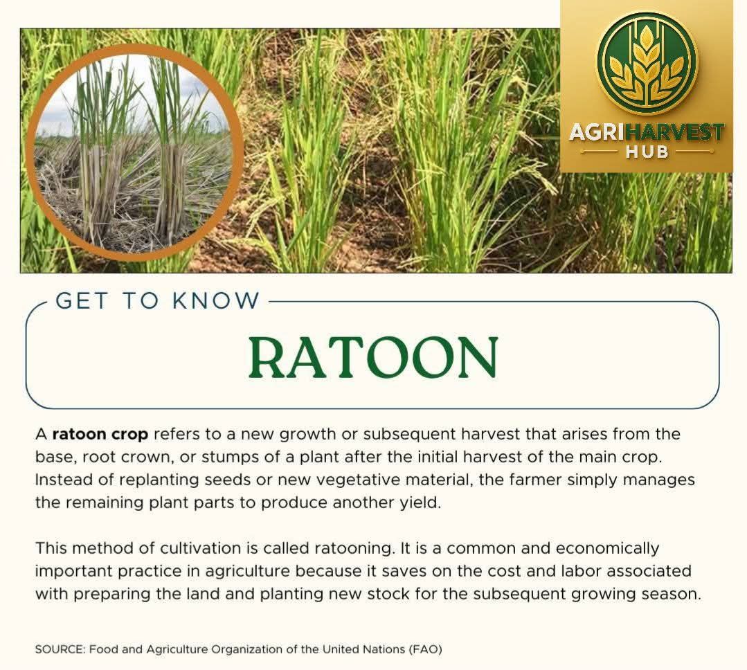 #🌾 Rice Ratooning –... - Agriculture Expert with Umer Bhatti | Facebook