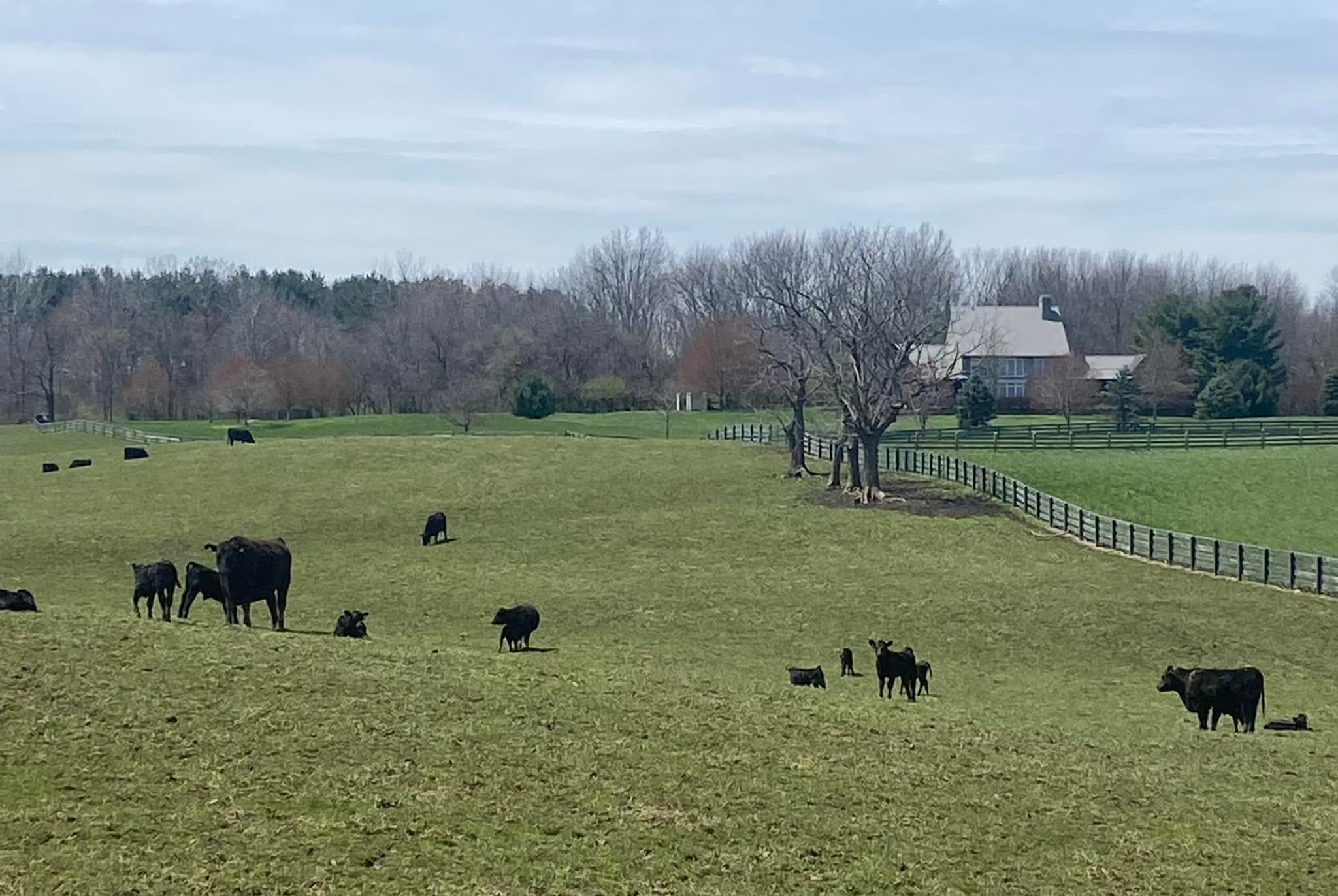 MasterfareCattle | Johnstown OH