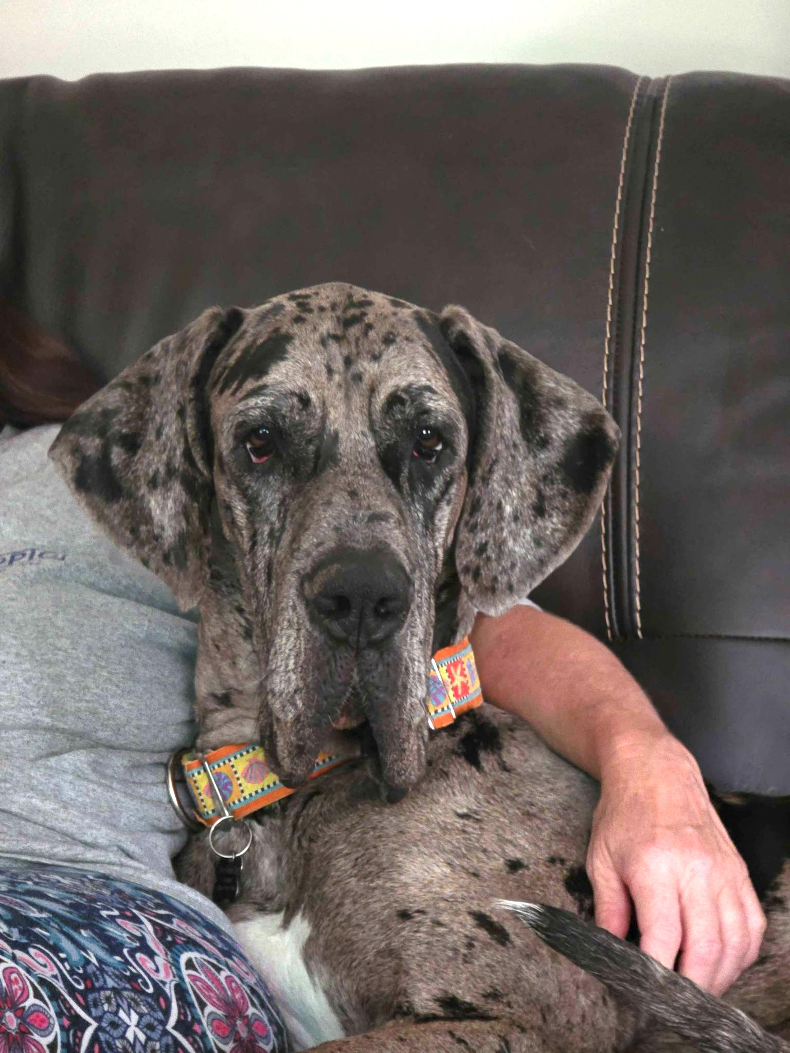 Great Dane Friends of... - Great Dane Friends of Ruff Love