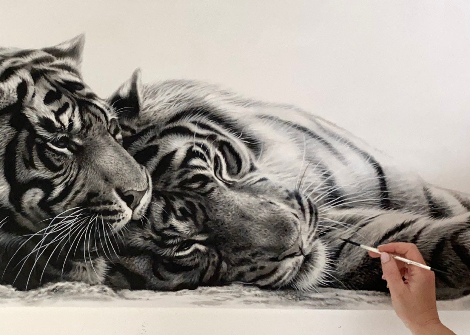 Julie Rhodes -... - Julie Rhodes - wildlife pencil drawings