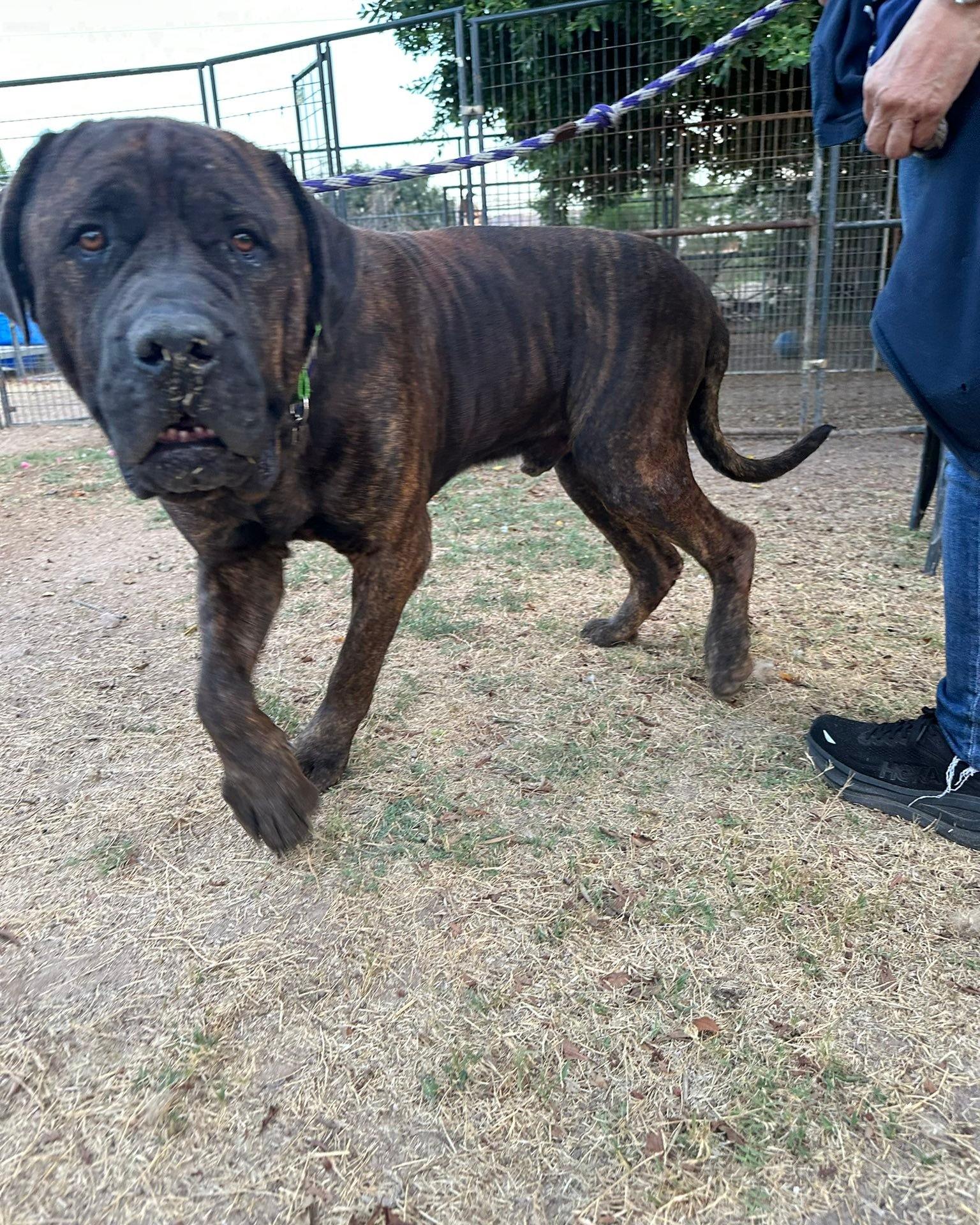 Meet Chimichanga – The Mellow Giant 🐾 175 lbs of love | Brindle