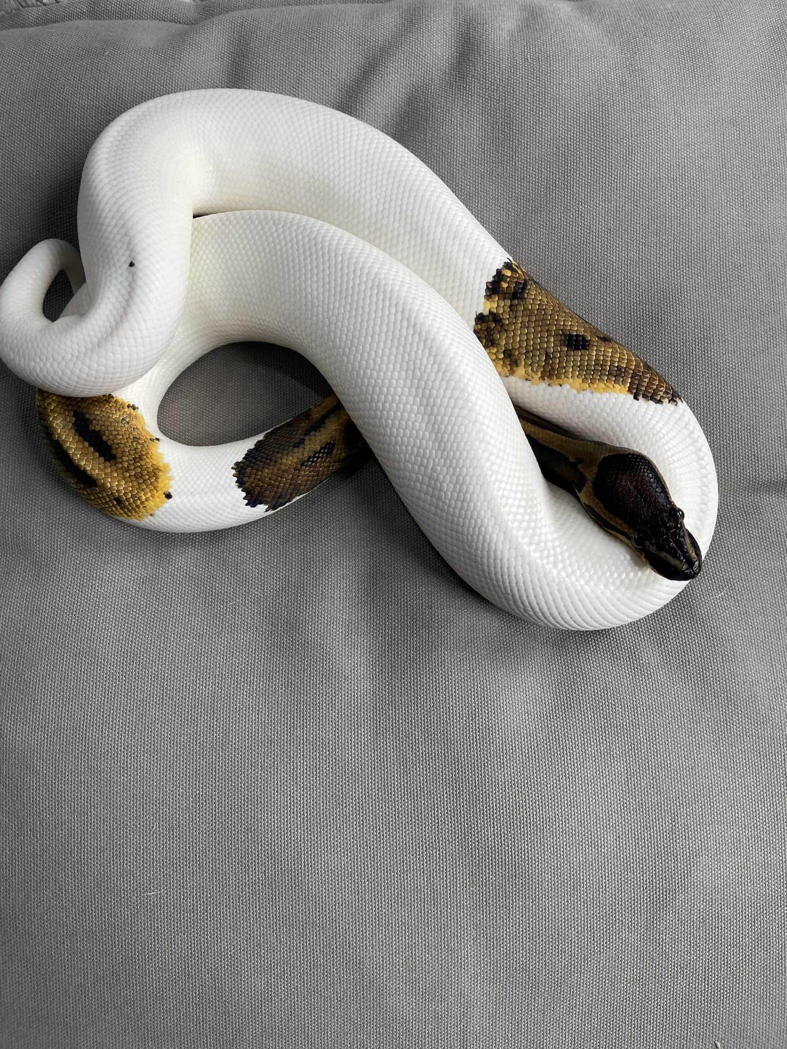 Styka Snakes