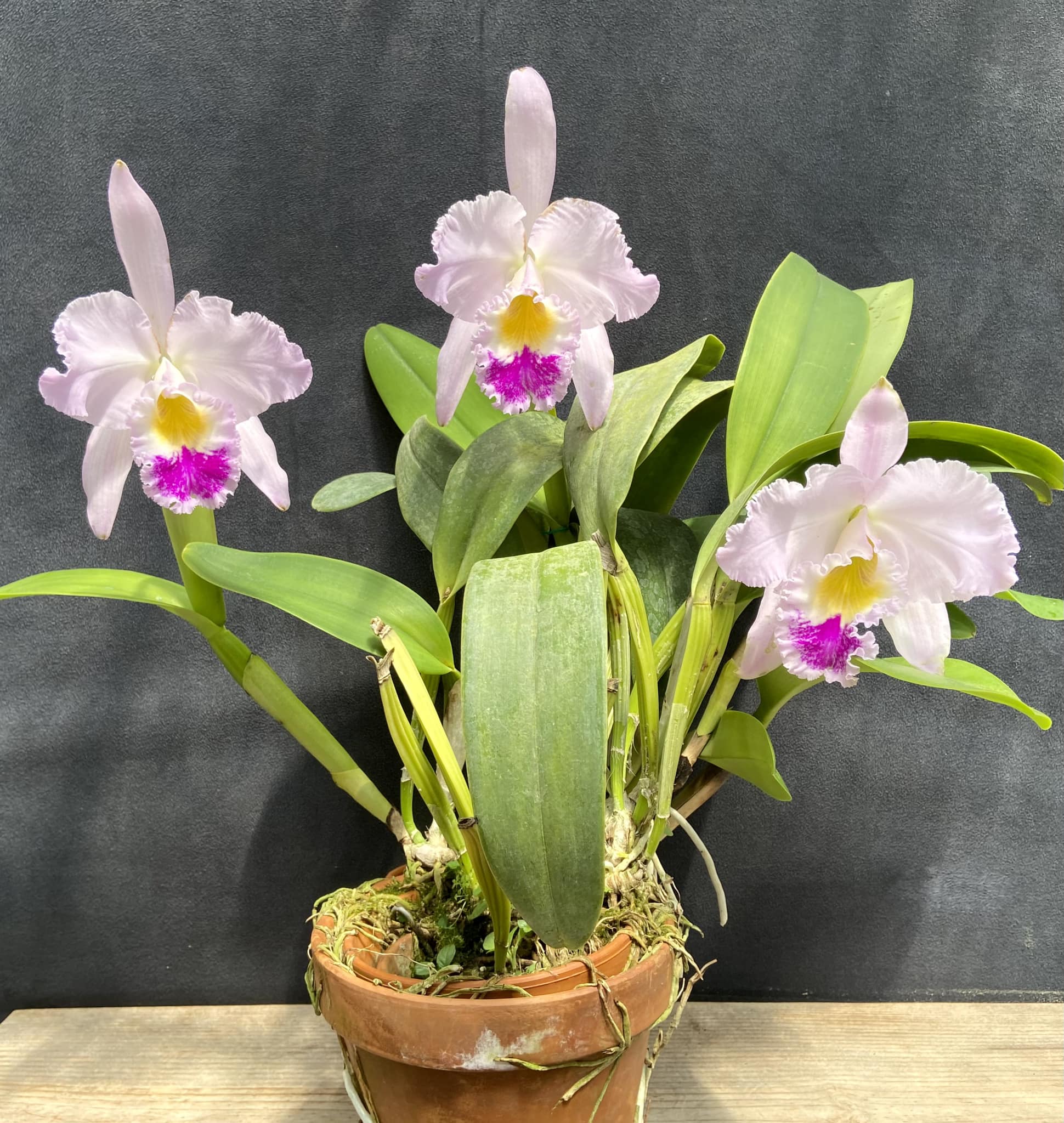 Cattleya gaskelliana semi-alba orchid variety