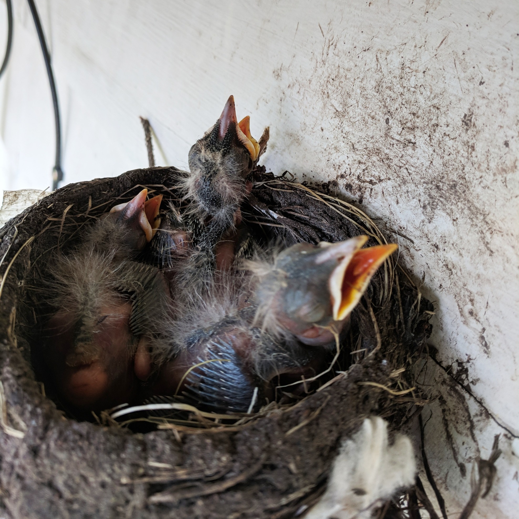 Vermont - Nestling robins, with no flight feathers, are helpless and do ...