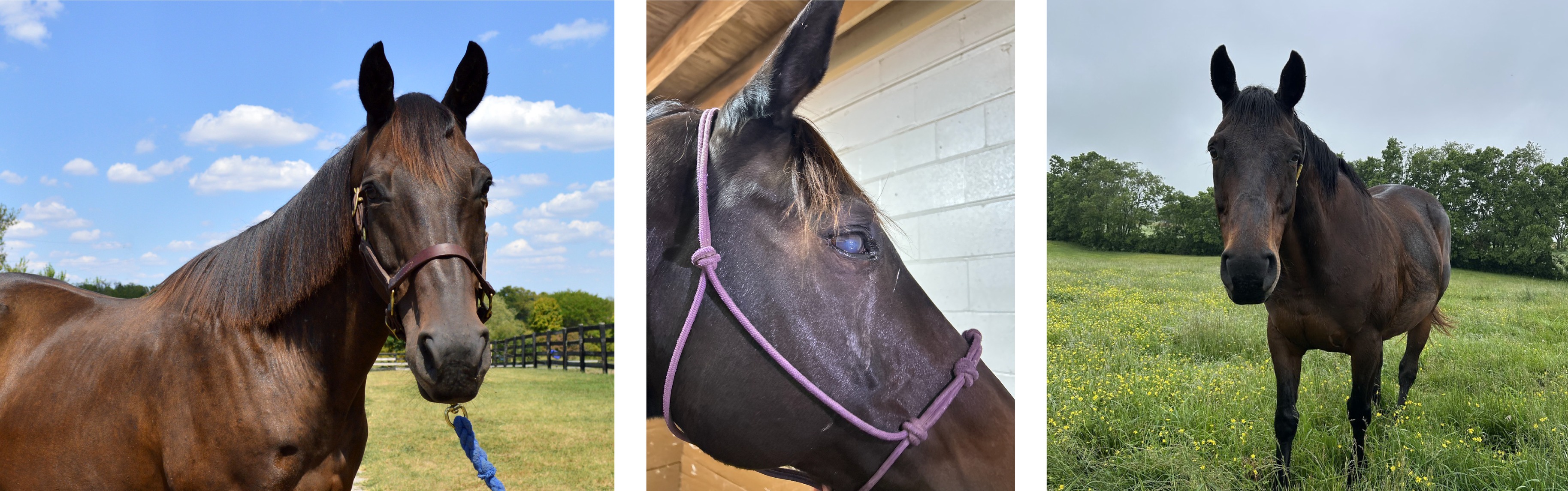 Kentucky Equine Adoption... - Kentucky Equine Adoption Center