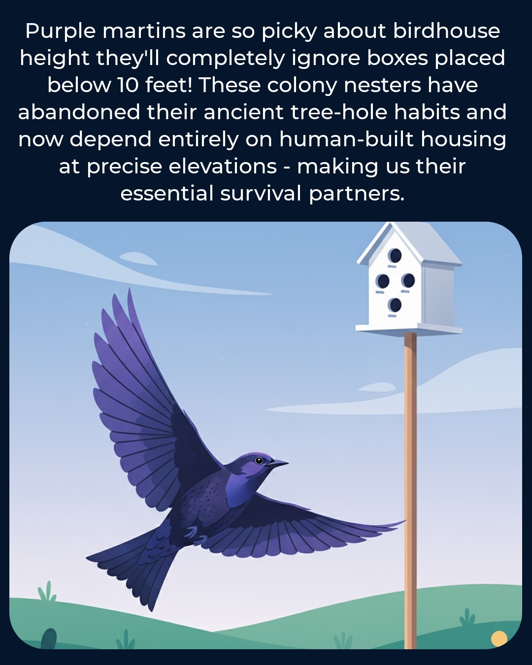 Wild - Proper birdhouse placement can make the difference between empty ...