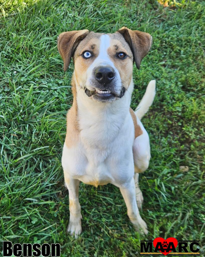 Maryville/Alcoa - Benson: Most Likely to Make BFFs Benson, a 1-year-old ...
