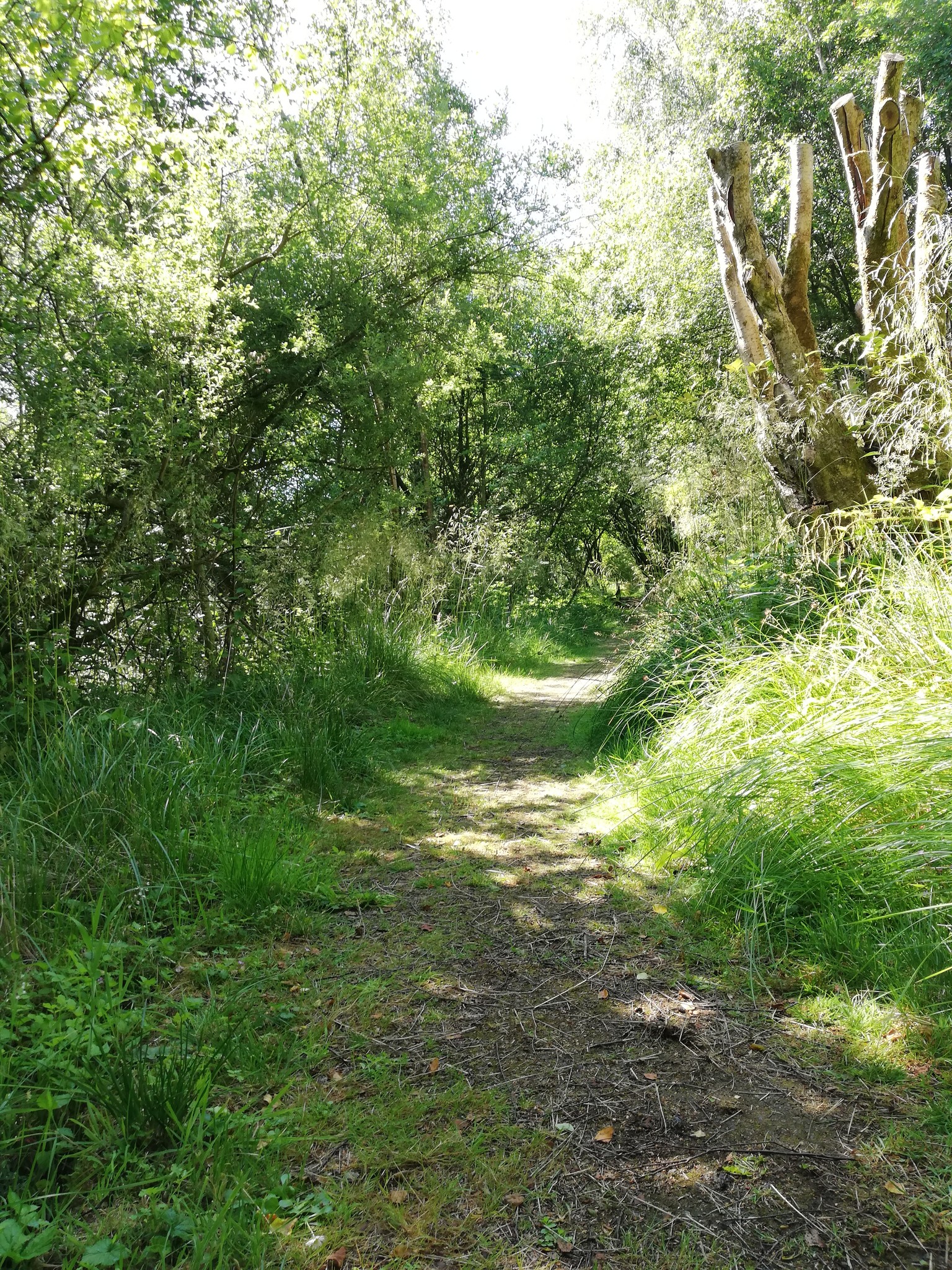 Foxglove Covert Local Nature Reserve | Catterick Camp