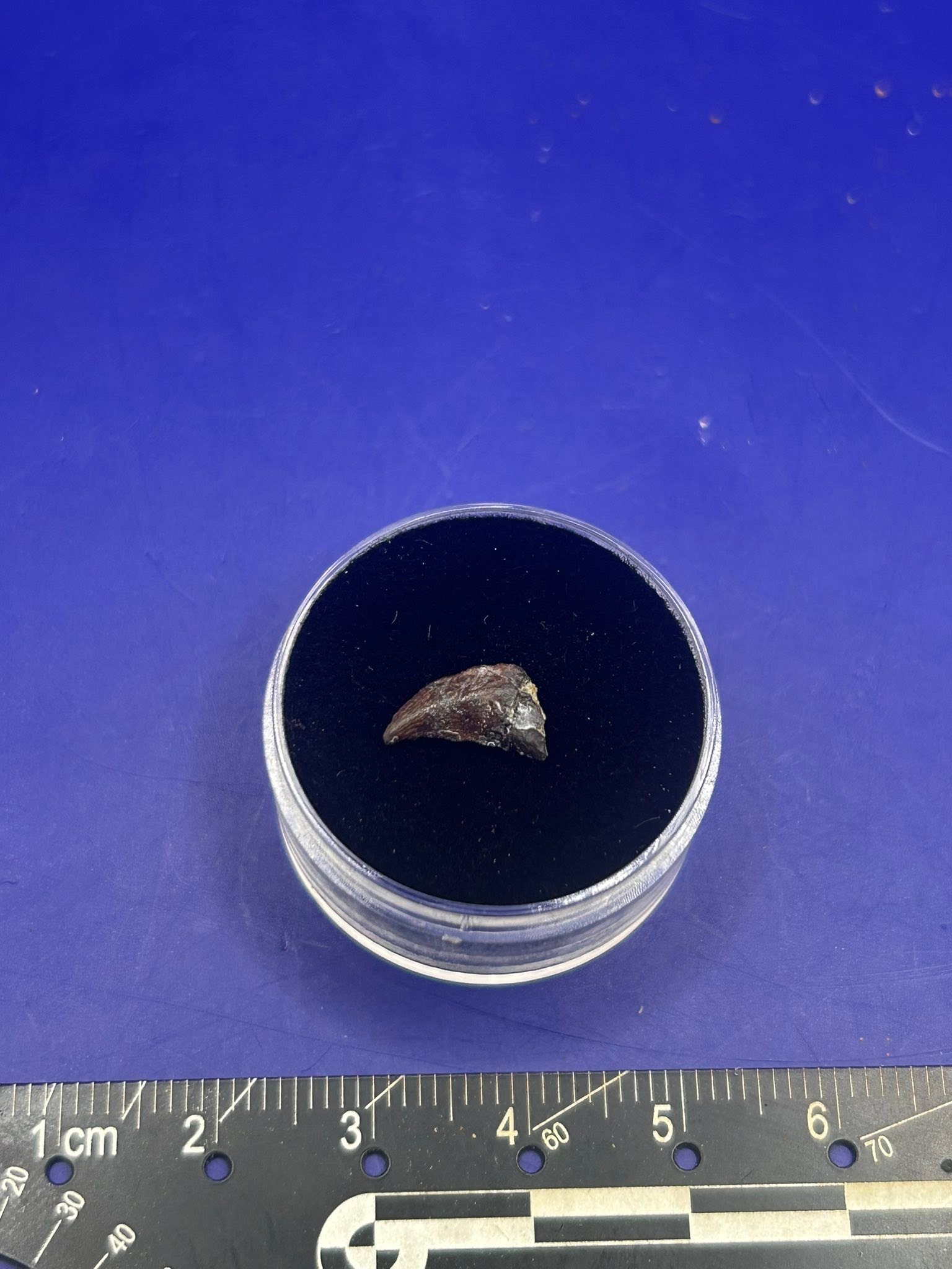 Reed Fossil Prep