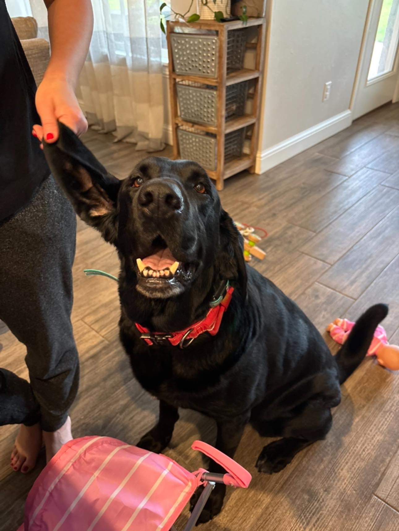 Heartland Lab Rescue | Oklahoma City OK