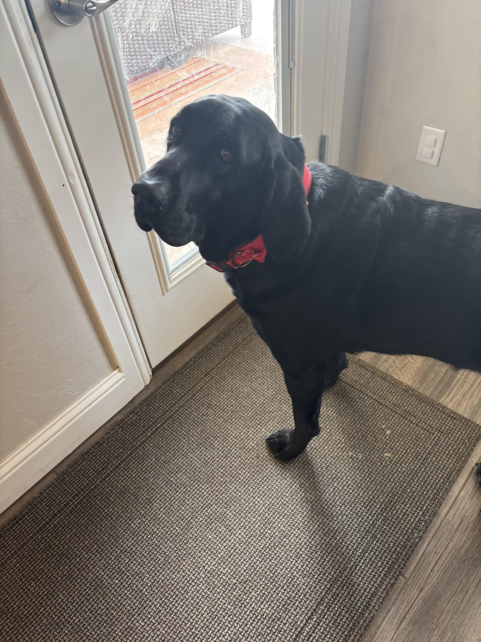 Heartland Lab Rescue | Oklahoma City OK
