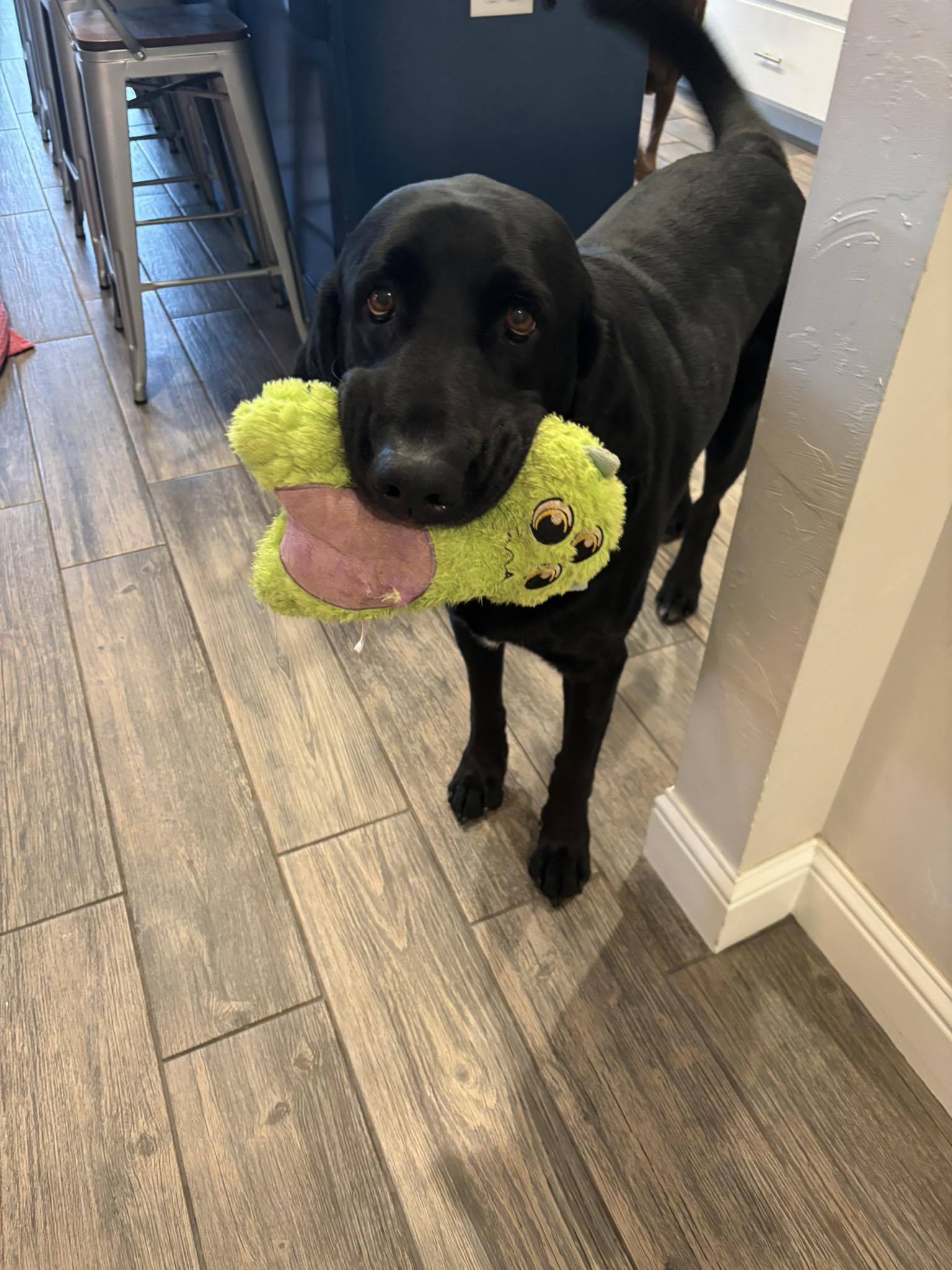 Heartland Lab Rescue | Oklahoma City OK