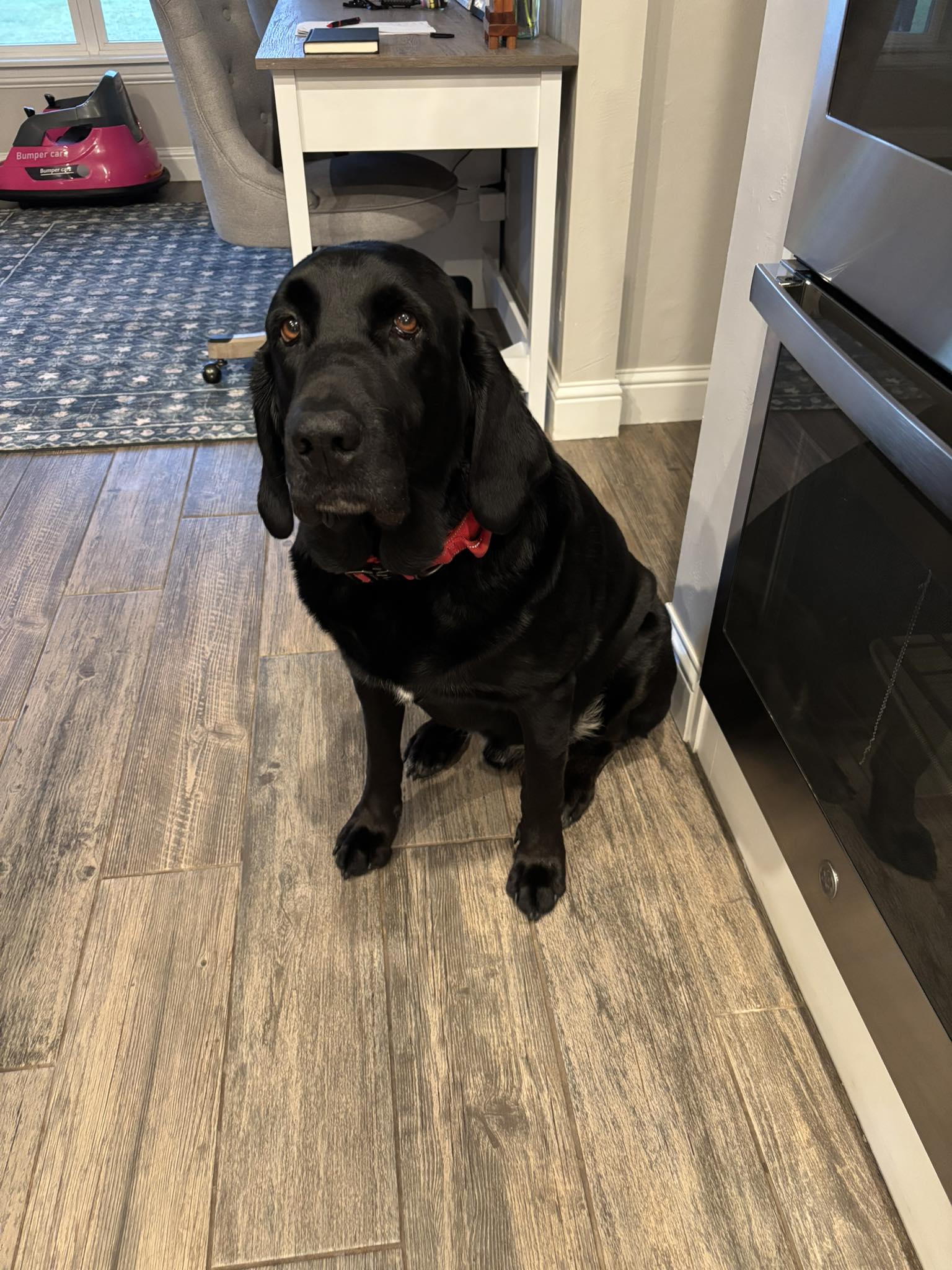 Heartland Lab Rescue | Oklahoma City OK