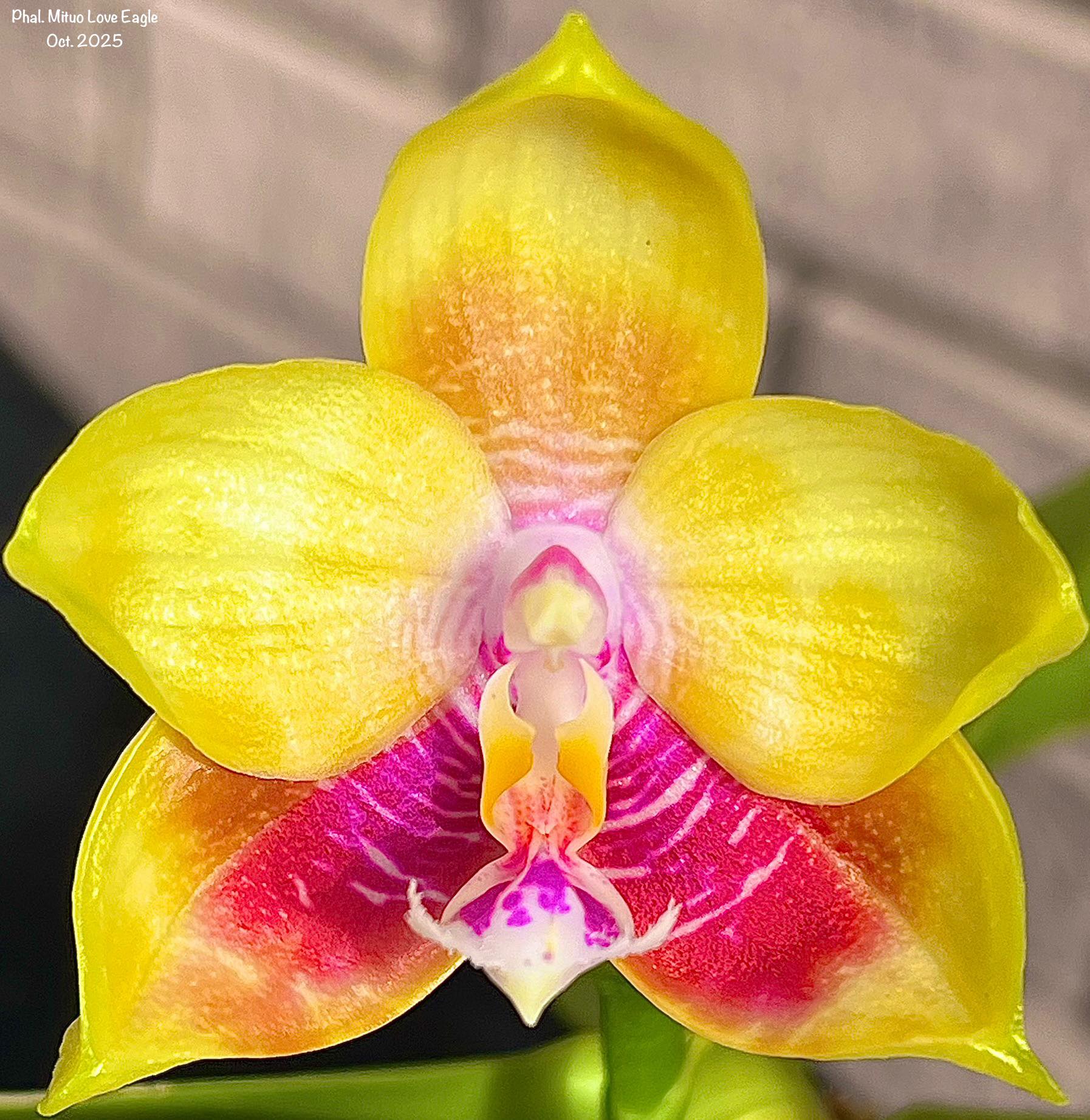 Phalaenopsis Mituo Reflex King Flava 1 Intensely fragrant