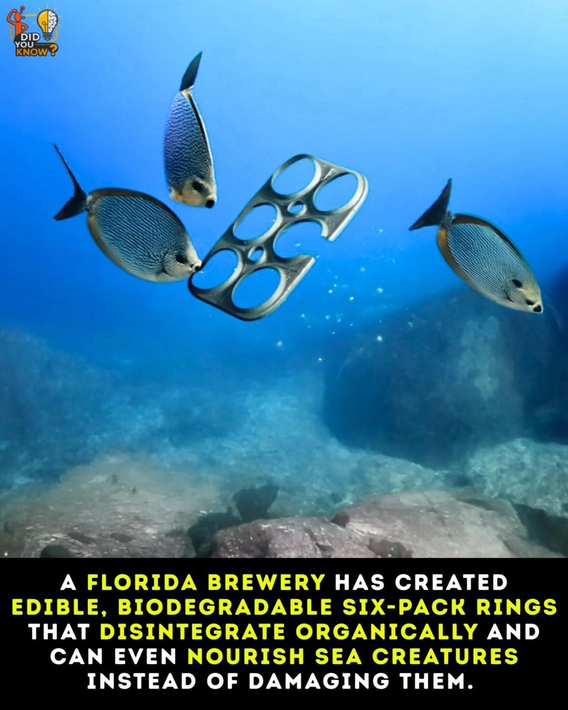 Did - A Florida-based craft brewery, Saltwater Brewery, has pioneered a ...