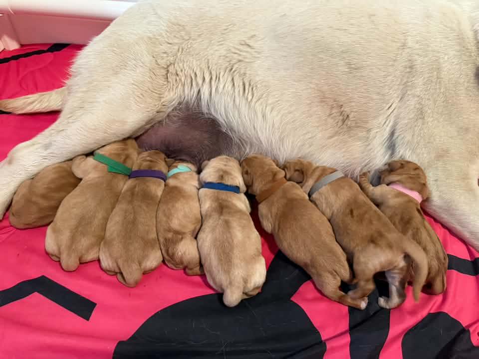 Tundra & Kang... - Vacationland Labs LLC, Daycare & Boarding | Facebook