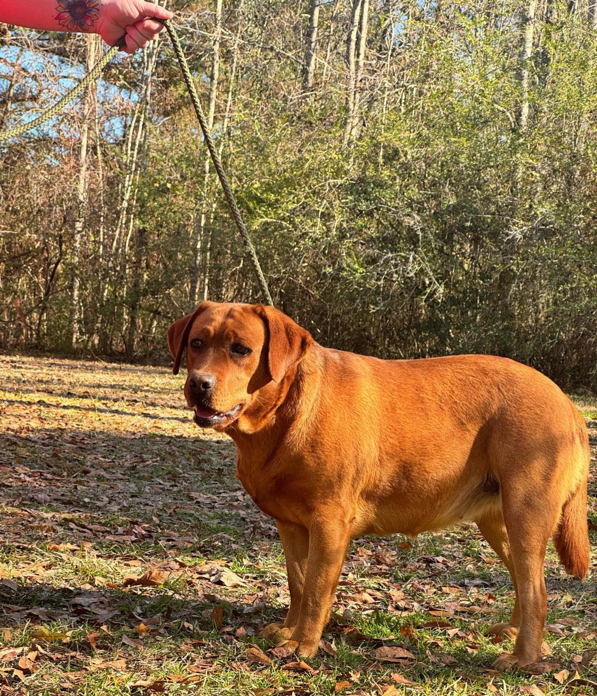Red White & True Labradors | Ruth MS