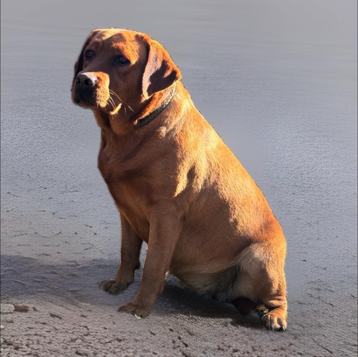 Red White & True Labradors | Ruth MS