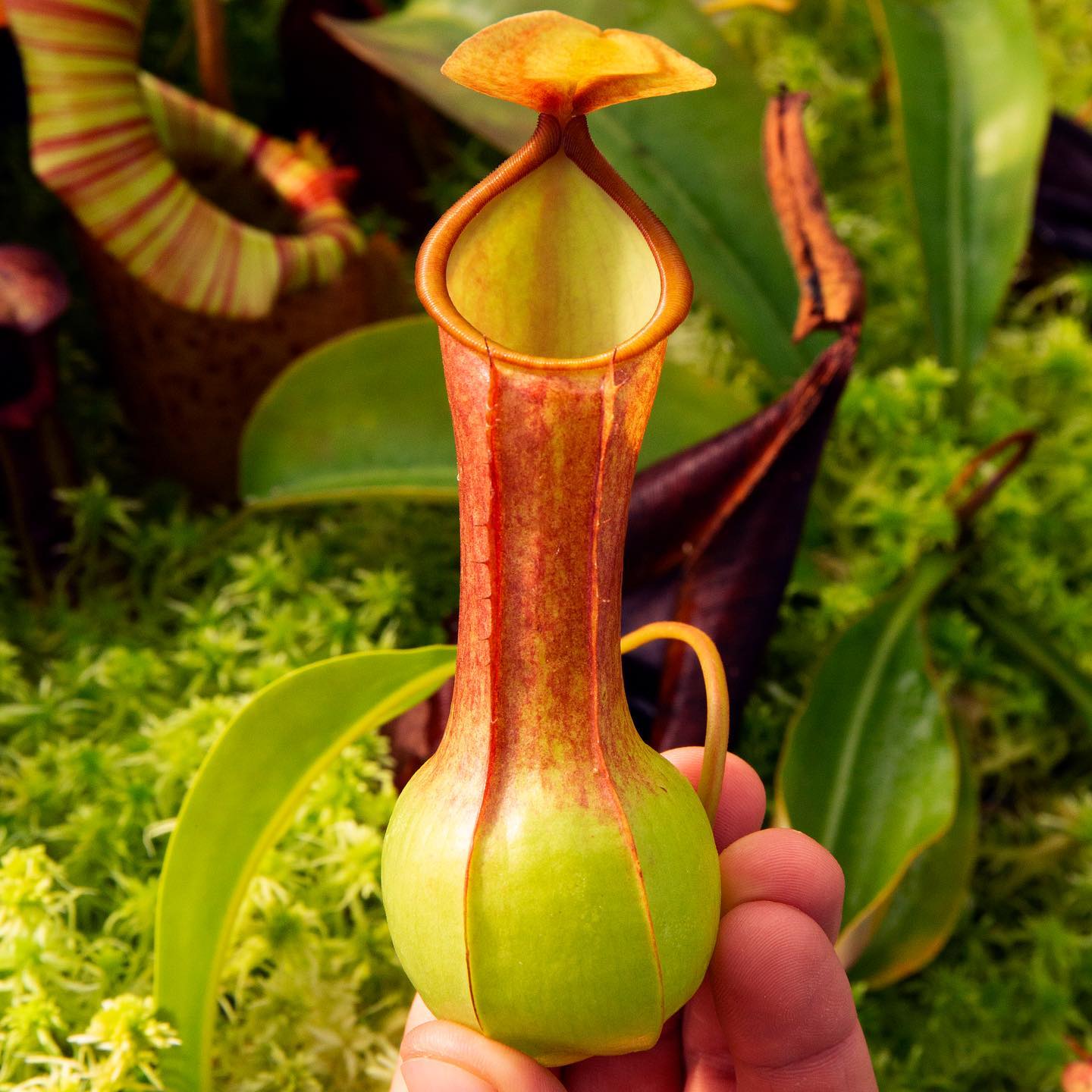 RedLeaf - When your nepenthes have a full belly.? N. alata (f 