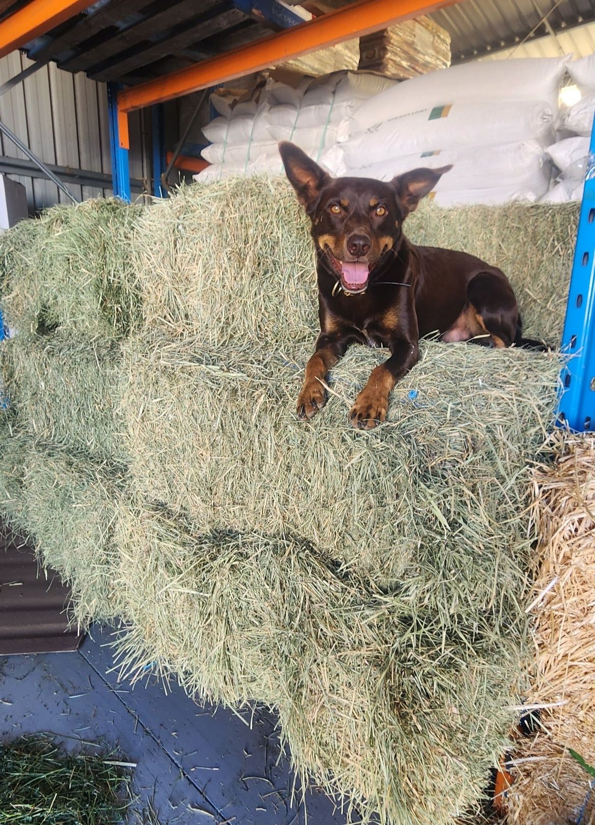 Mildura - Beautiful Fresh, Local Rhodes Hay now available 🥰🐎🌱 Naturally ...
