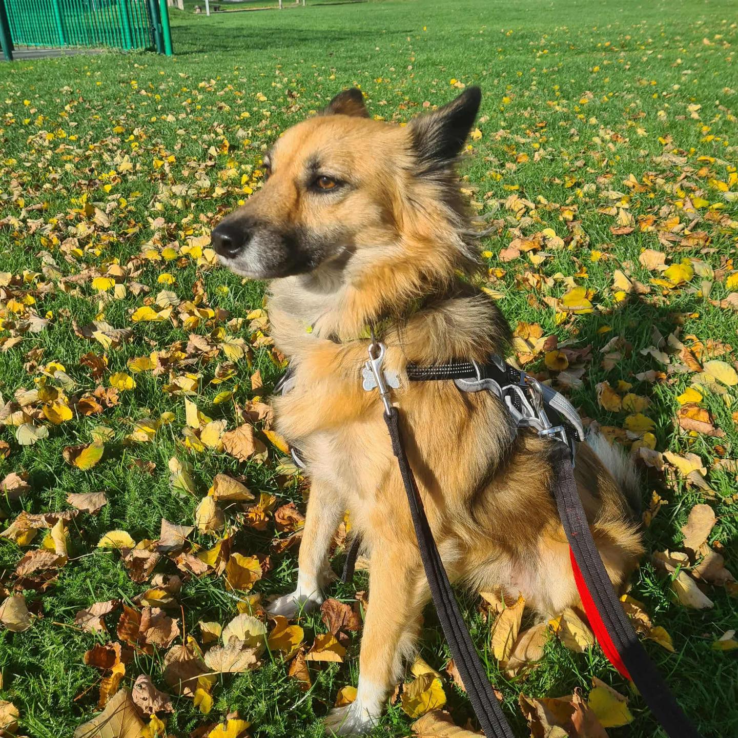 Klara's - Proof that Priscilla was made for sweater weather 😍🍂 She’s ...