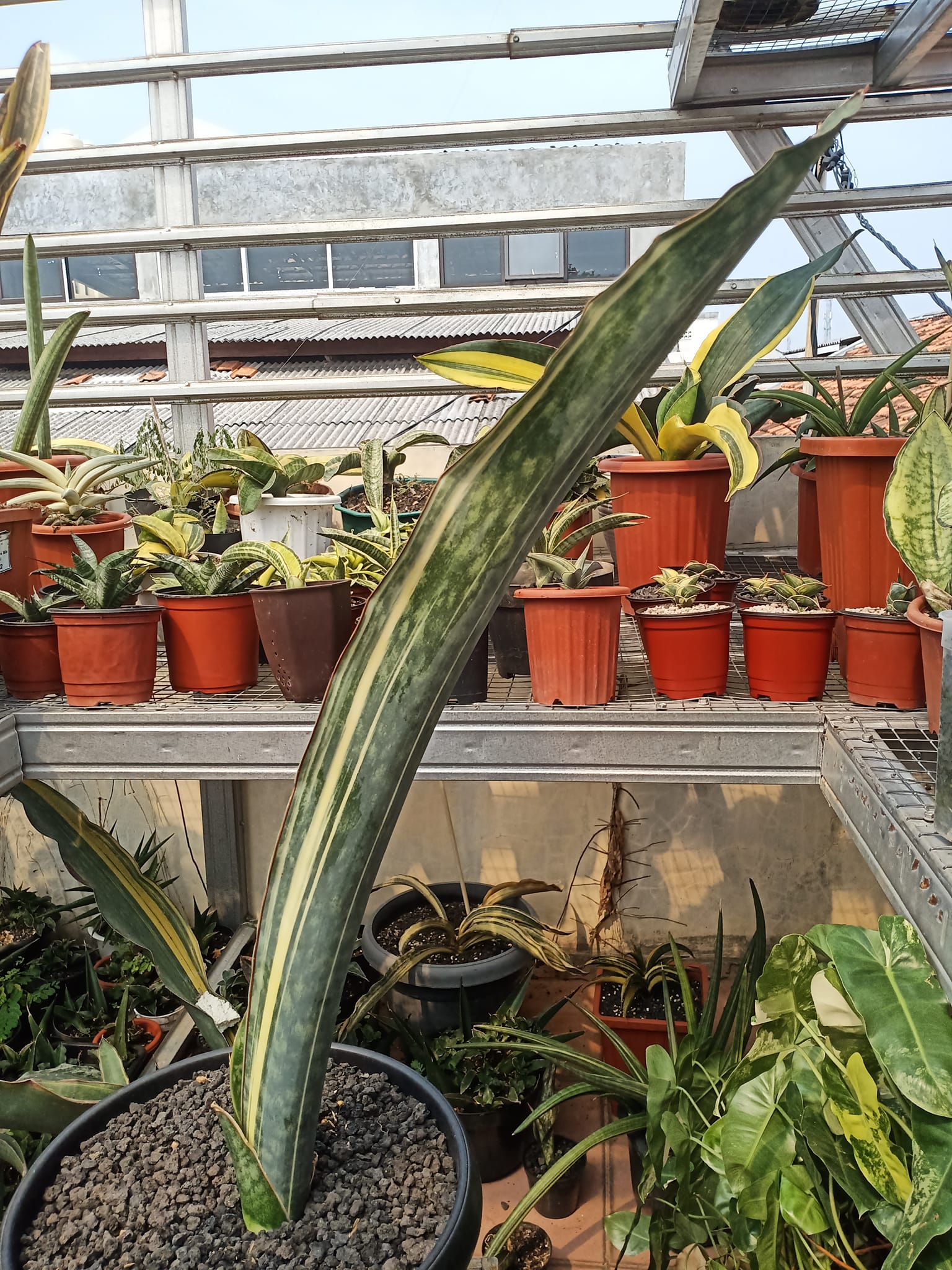 Sansevieria Mafinga ES849 White Var