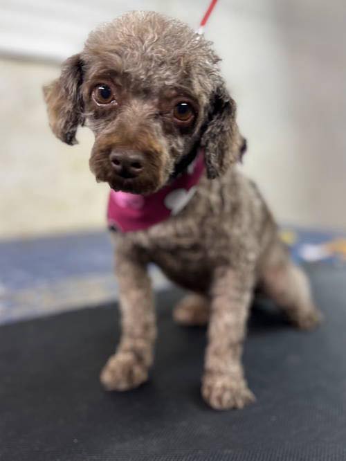 Needy Paws Rescue -... - Needy Paws Rescue - St. Louis, MO