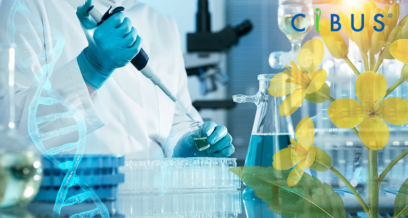 The Silicon - Cibus Completes New Herbicide-Tolerant Canola Test https ...