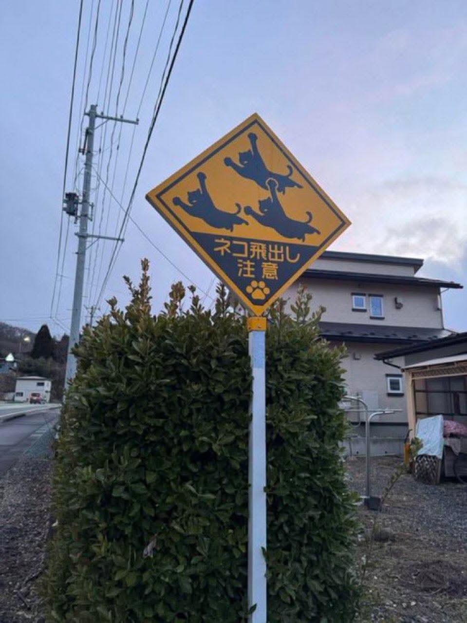 Be aware of Flying cats